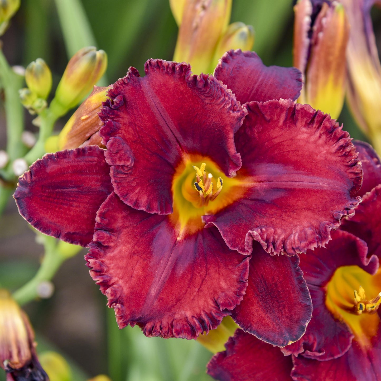 Daylily 'Gothic Grenadine'