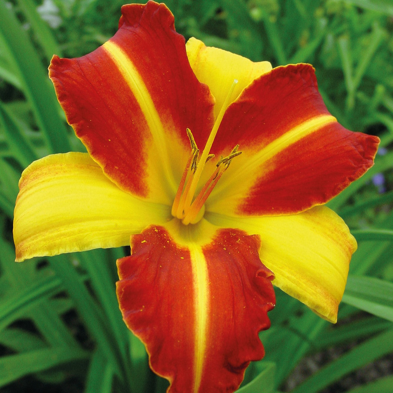 Re-Blooming Daylily
