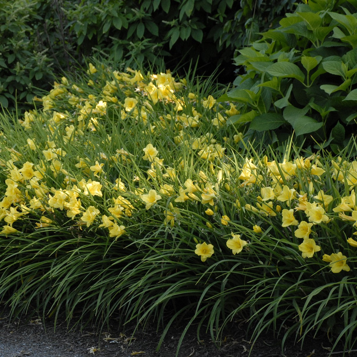Re-Blooming Daylily