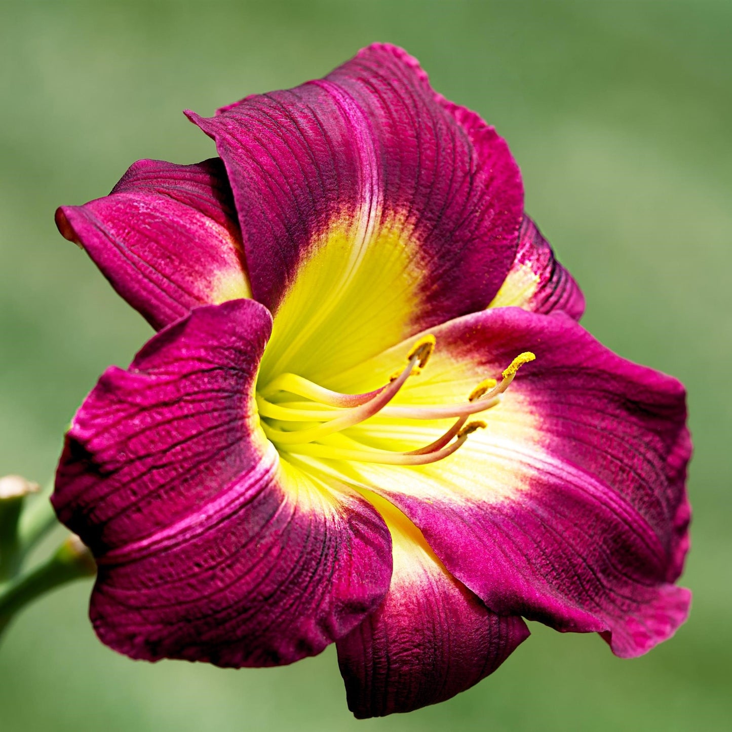 Re-Blooming Daylily