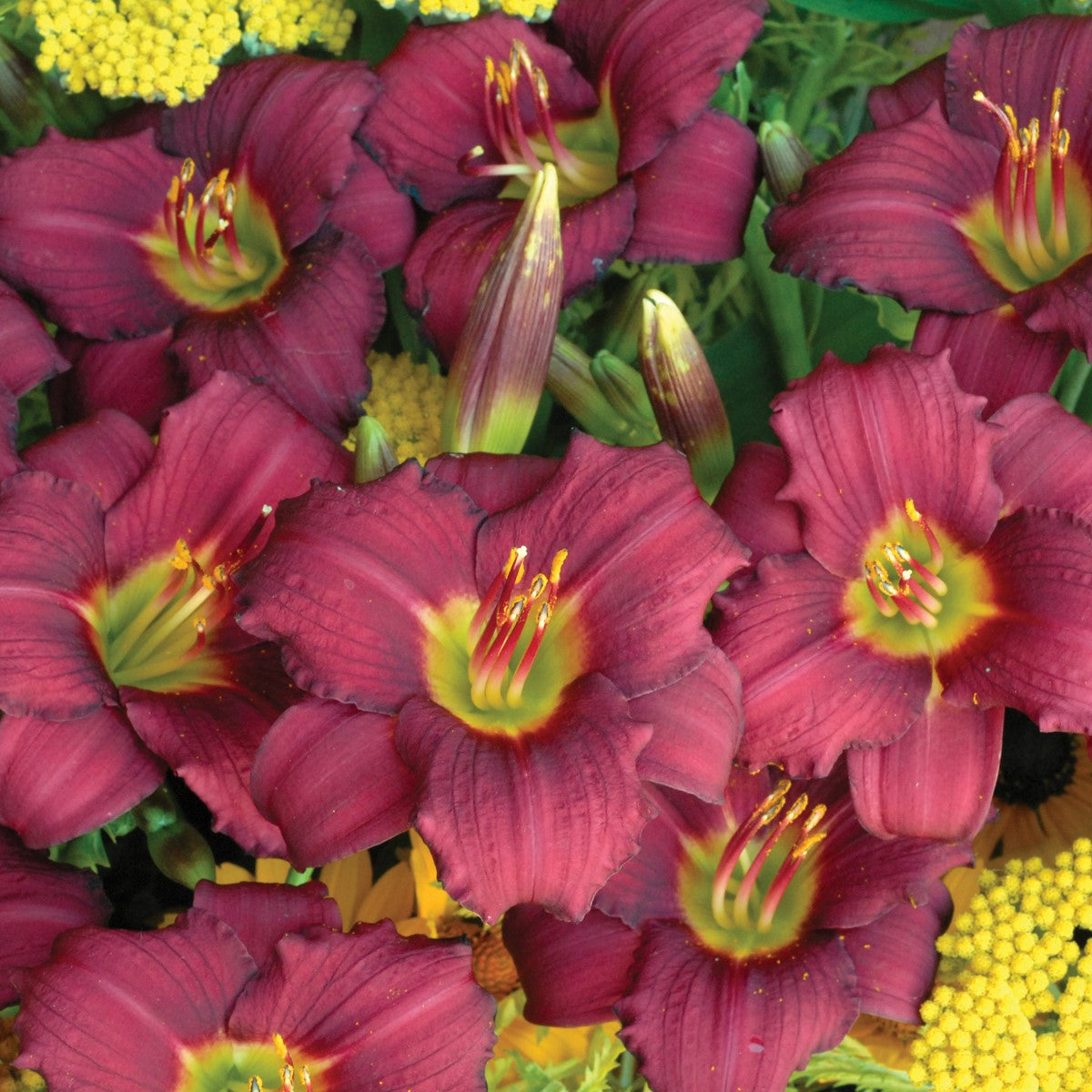 Re-Blooming Daylily