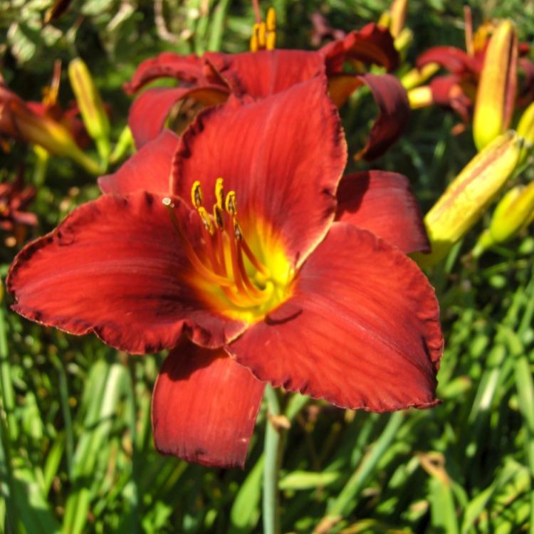 Re-Blooming Daylily