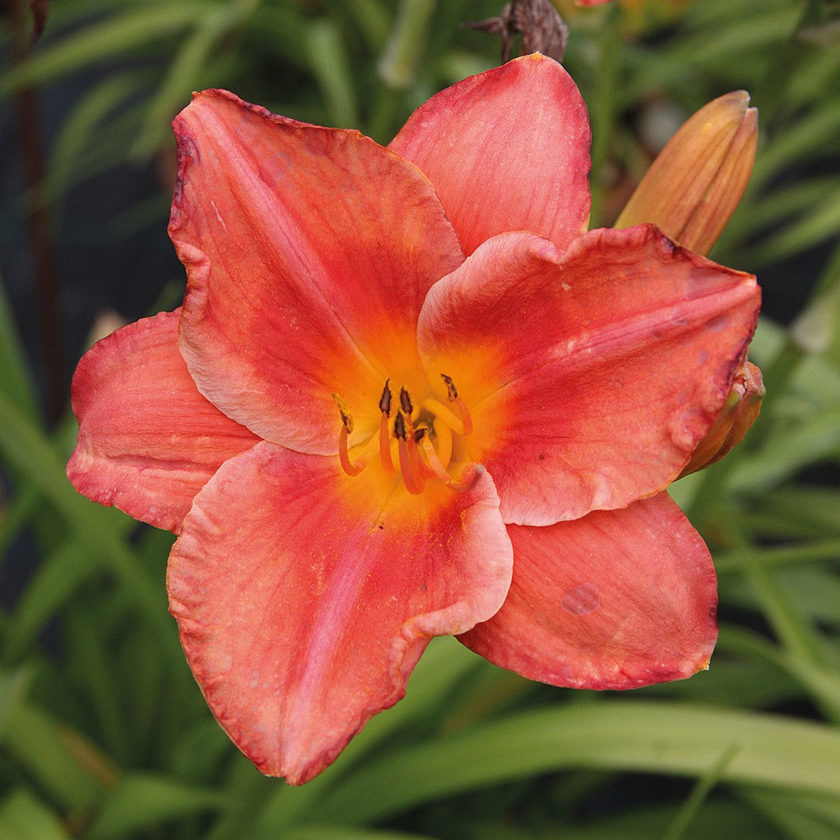Re-Blooming Daylily