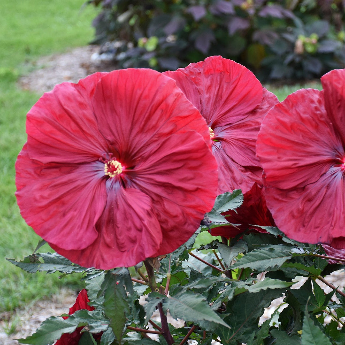 Hibiscus 'Blackberry Merlot'