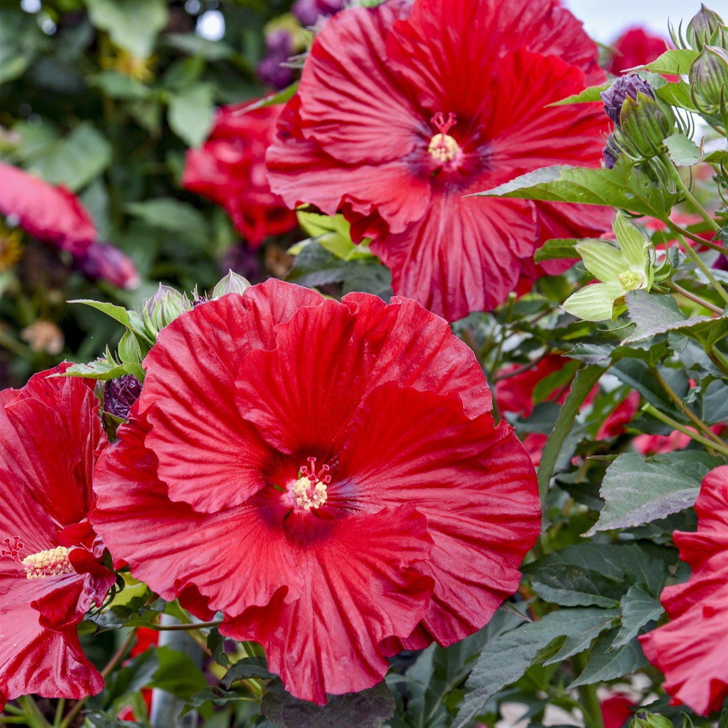 Hibiscus 'Summerific®'