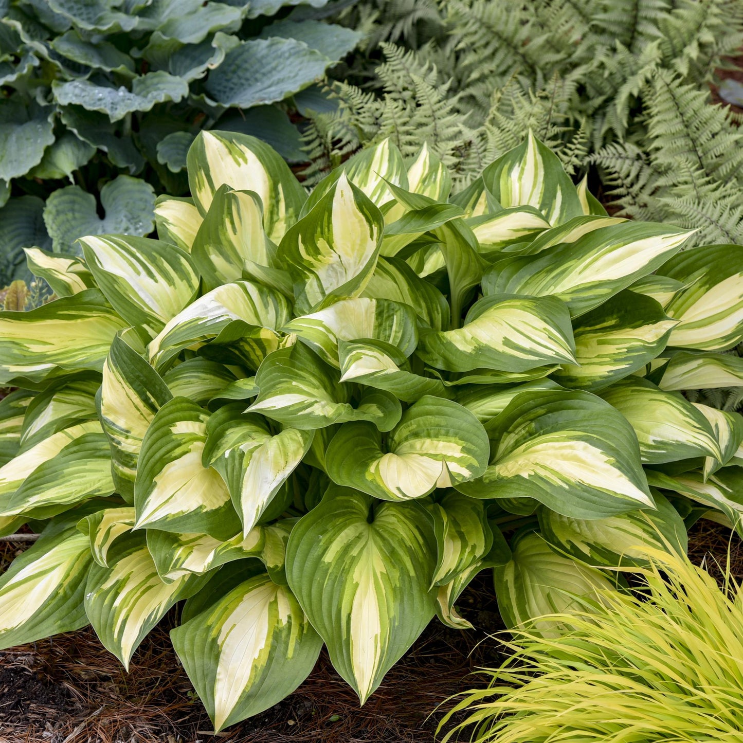 Hosta 'Shadowland®'