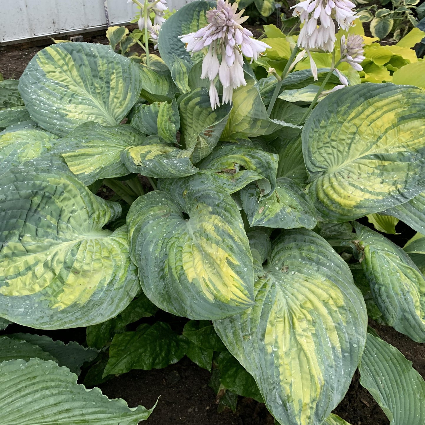 Hosta 'Shadowland®'
