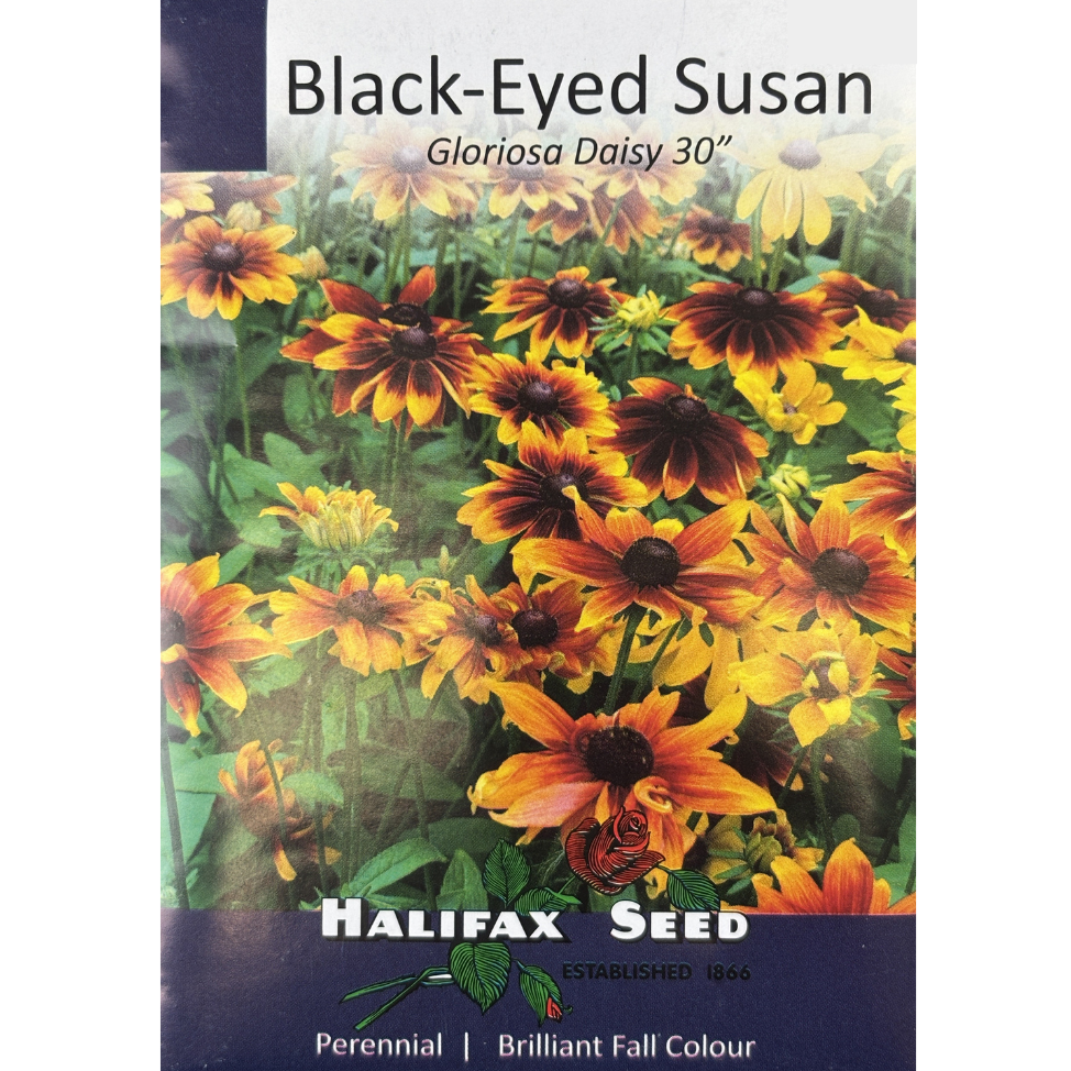 Halifax Seed Black-Eyed Susan Gloriosa Daisy 30"