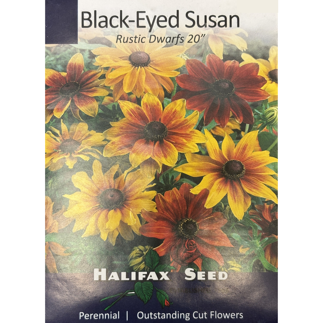 Halifax Seed Black Eyed Susan Rustic Dwarf Pkg.