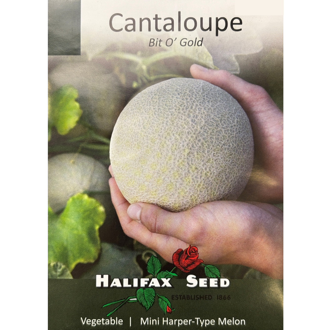 Halifax Seed Cantaloupe Bit o' Gold Pkg.