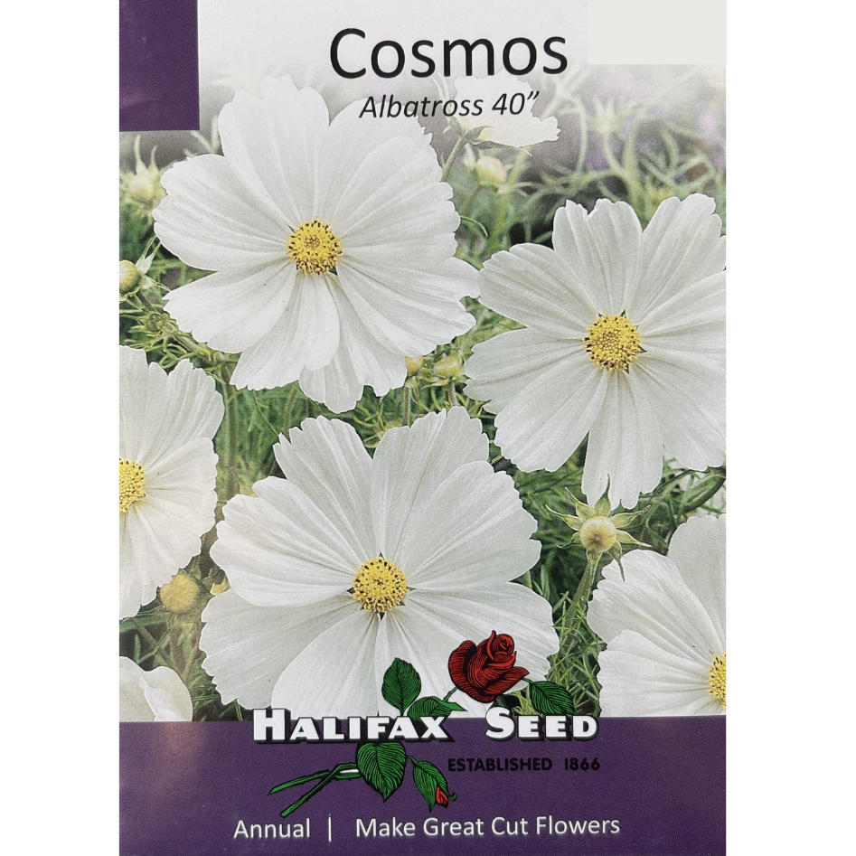 Halifax Seed Cosmos Albatross 40"