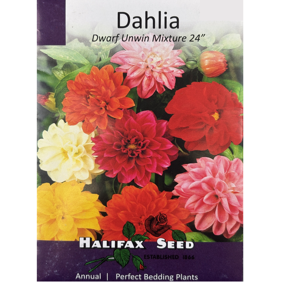 Halifax Seed Dahlia Dwarf Unwin Mixture 24"