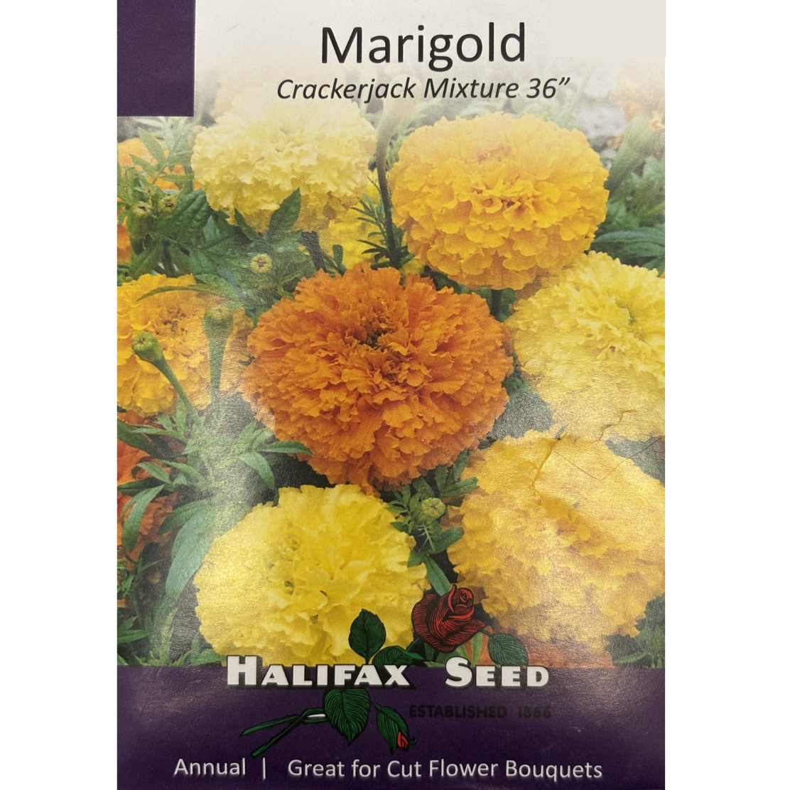 Halifax Seed Marigold Crackerjack Mixture 36" Pkg.