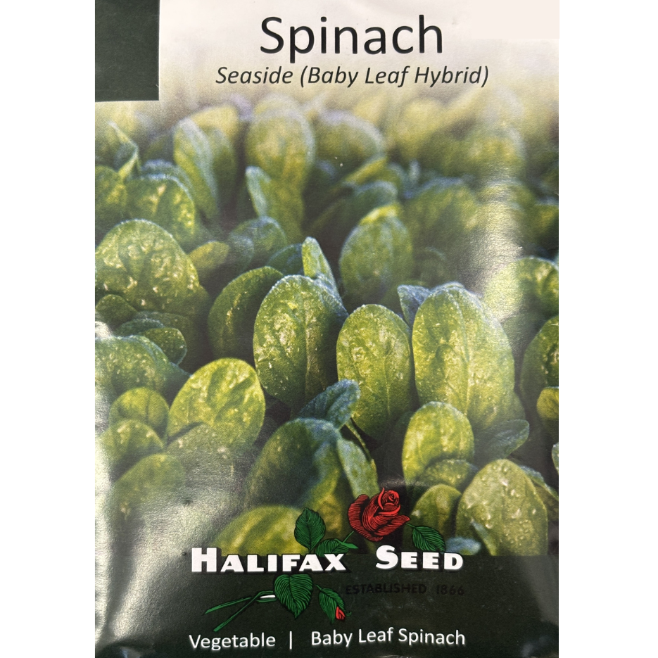 Halifax Seed Spinach Seaside Baby Leaf Hybrid Pkg.