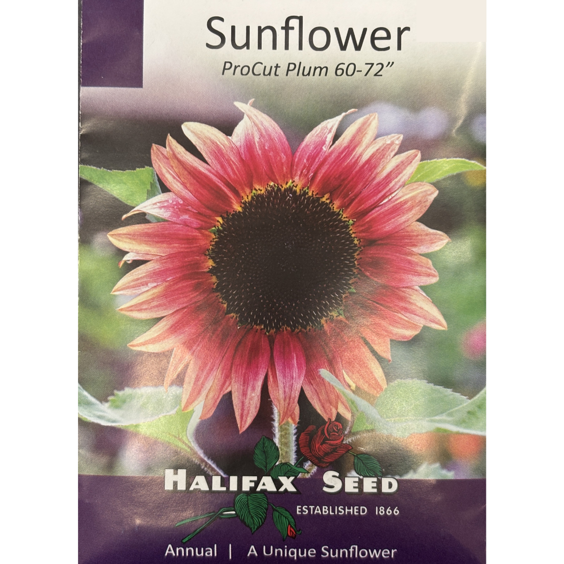 Halifax Seed Sunflower ProCut Plum 60-72"