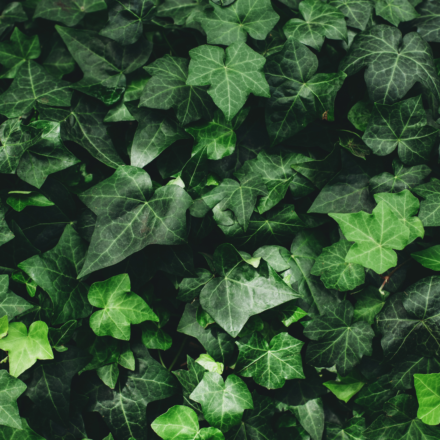 English Ivy