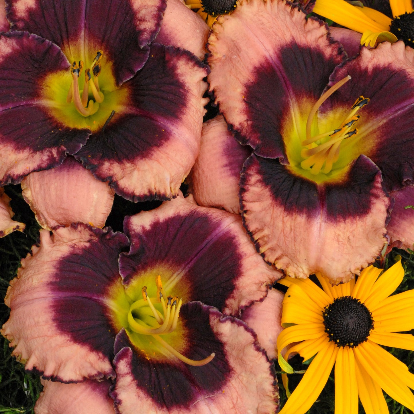Daylily 'Daring Deception'