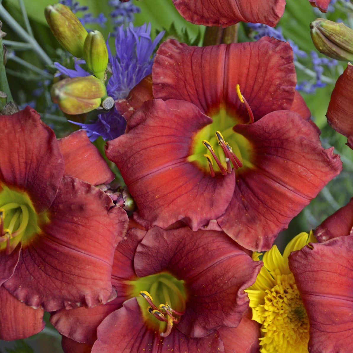 Re-Blooming Daylily