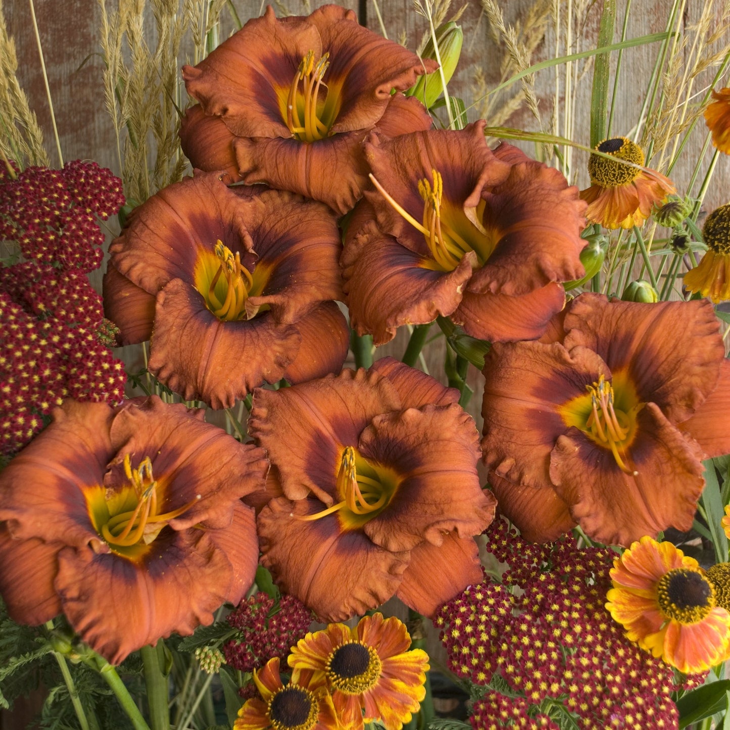 Re-Blooming Daylily