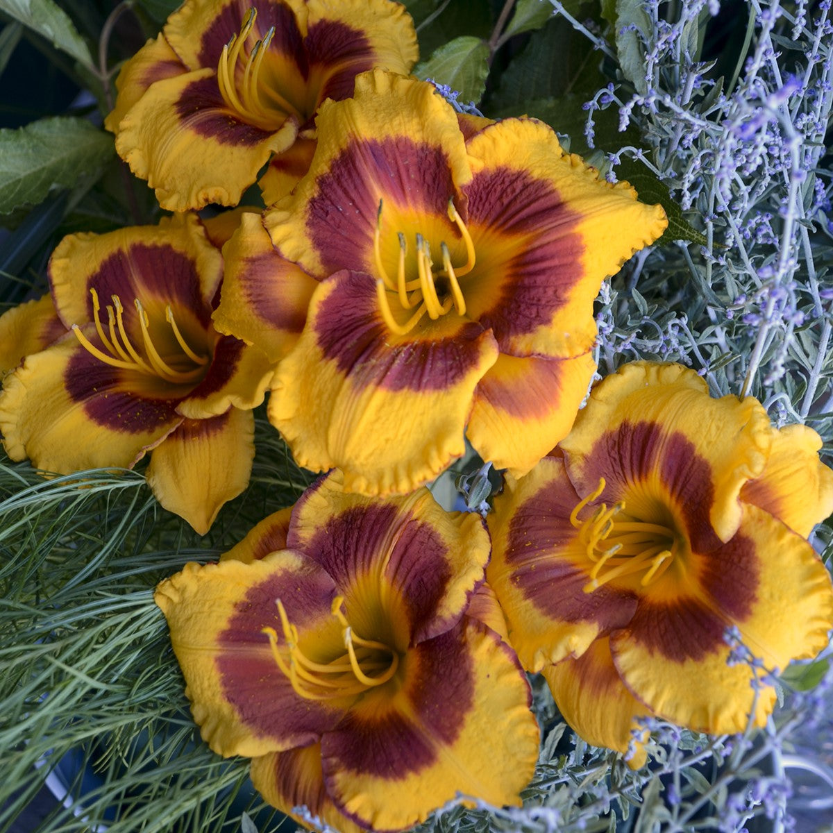Re-Blooming Daylily