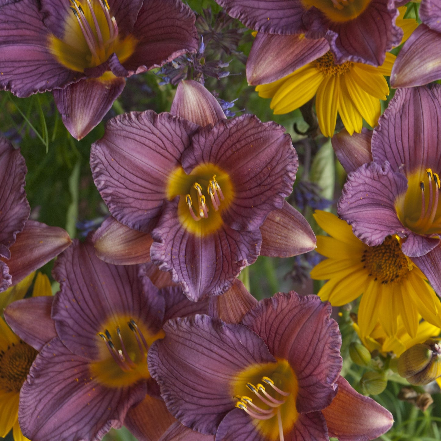 Re-Blooming Daylily