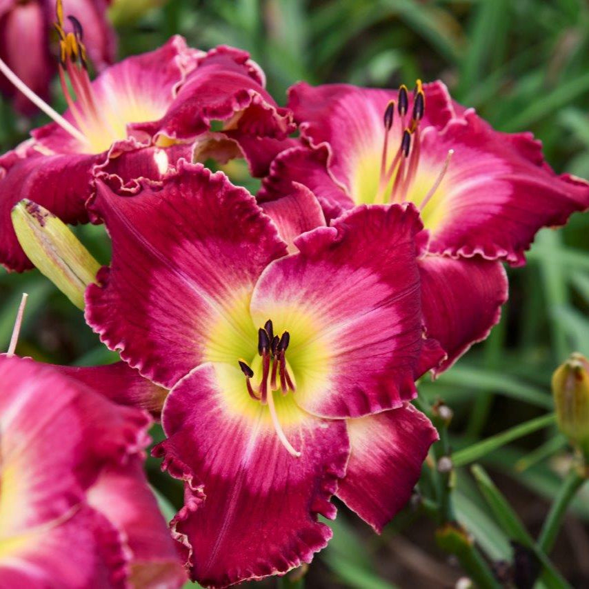 Daylily 'Rainbow Rhythm®'
