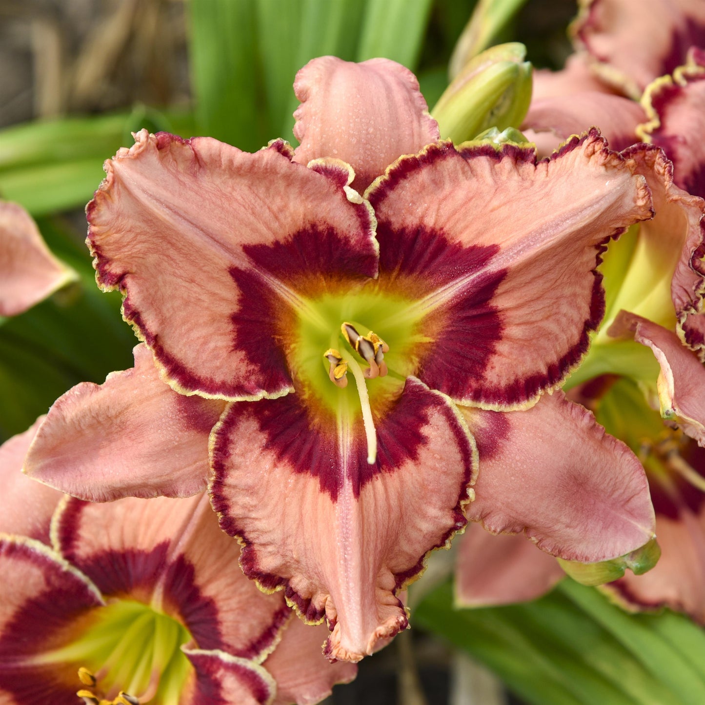 Daylily 'Rainbow Rhythm®'