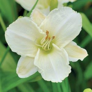 Re-Blooming Daylily