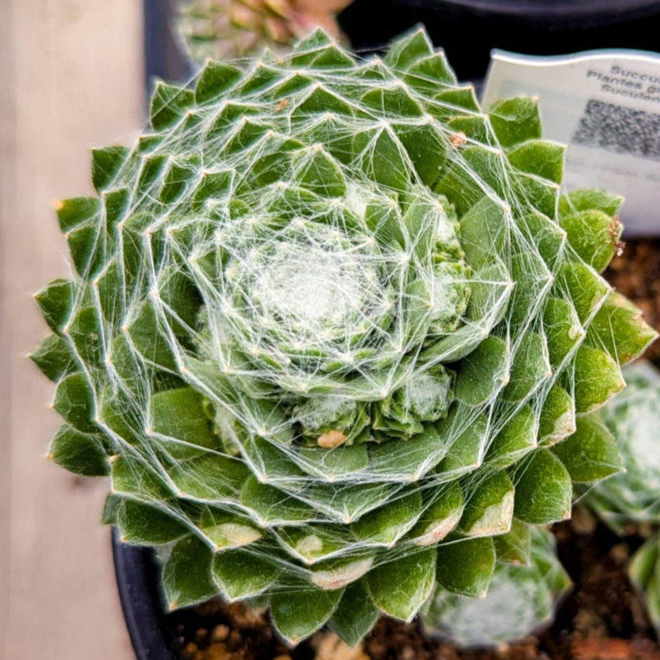 Hens And Chicks 'Red Cobweb'