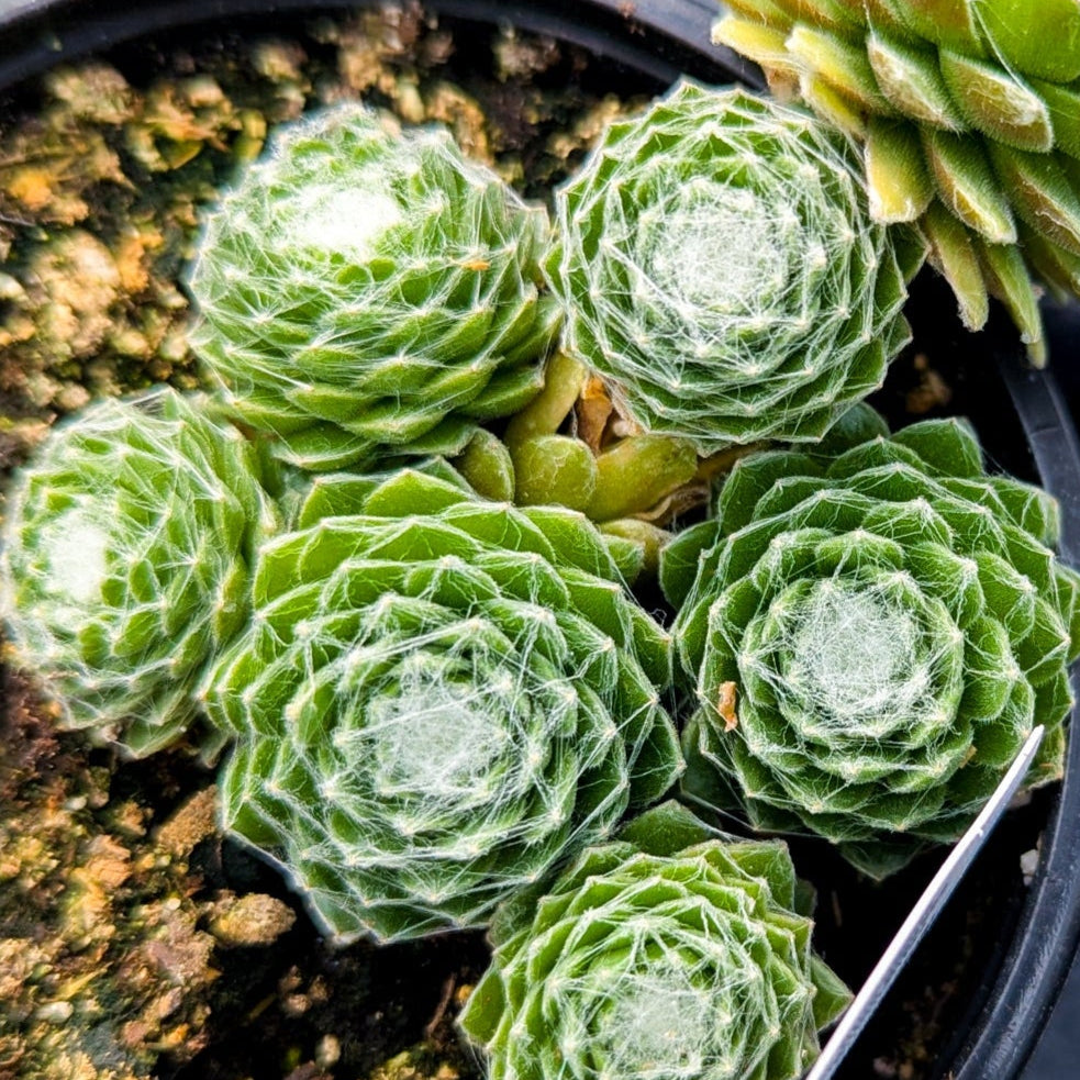 Hens And Chicks 'Red Cobweb'