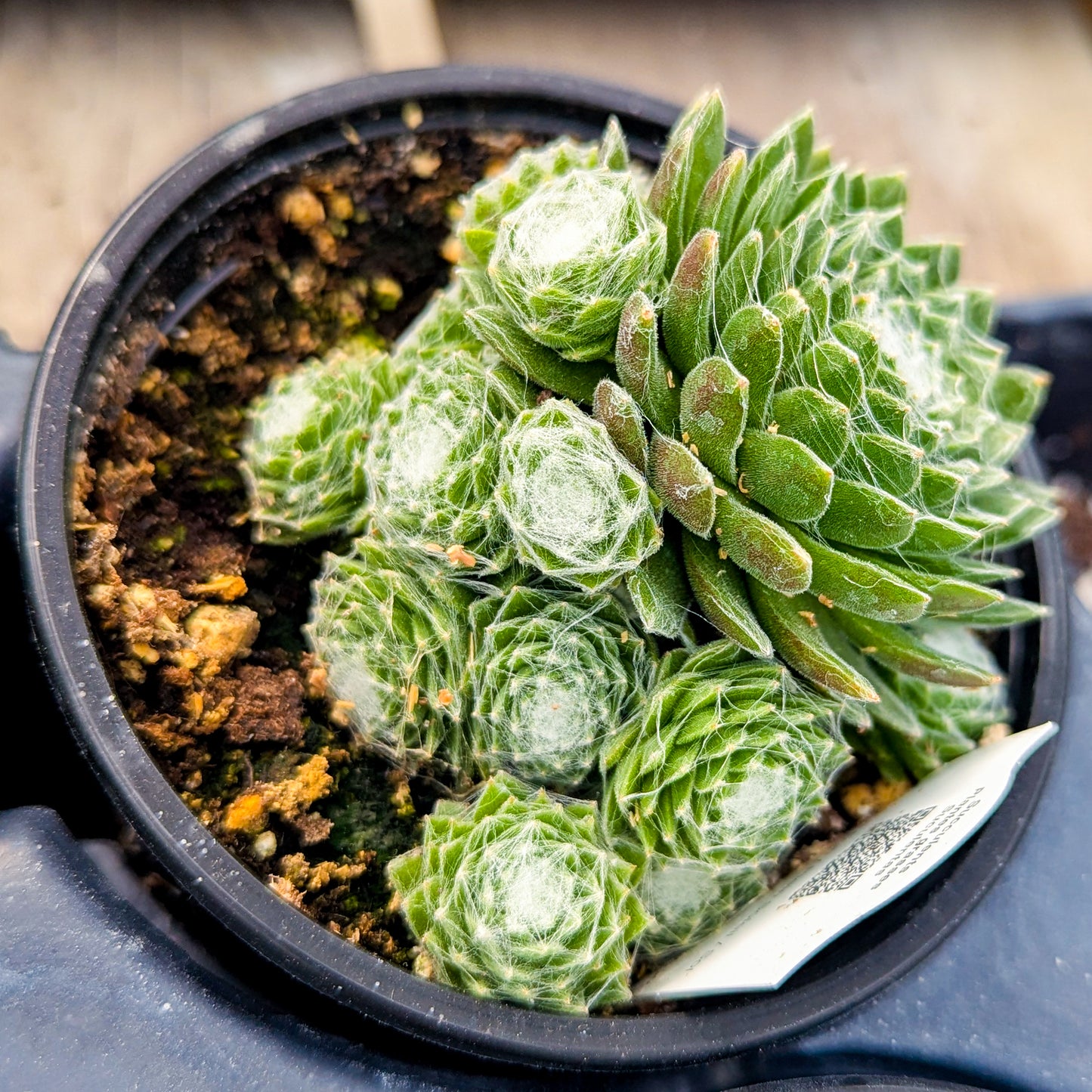 Hens And Chicks 'Red Cobweb'