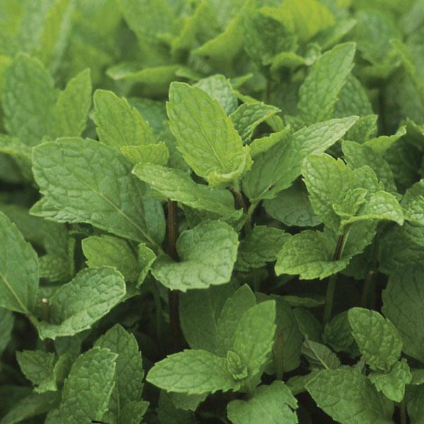 Mint 'Spearmint'