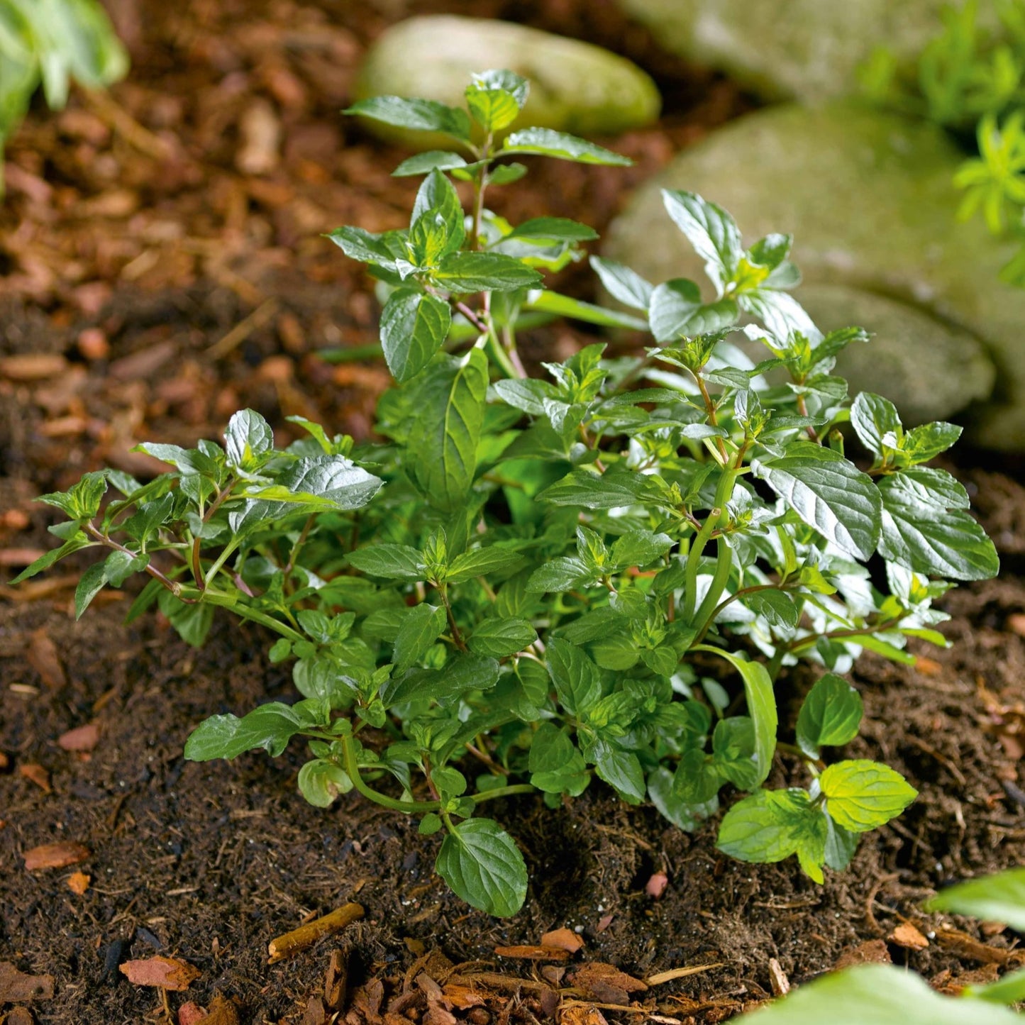 Mint 'Chocolate'