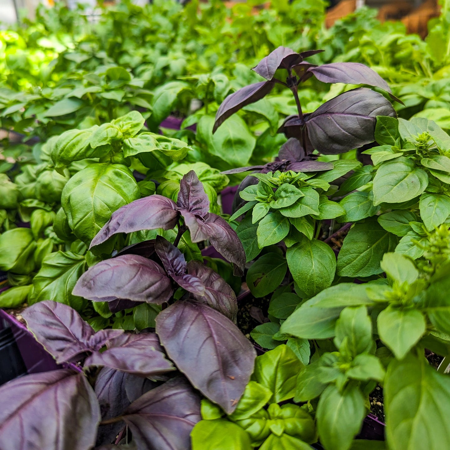 Basil 'Crimson King'