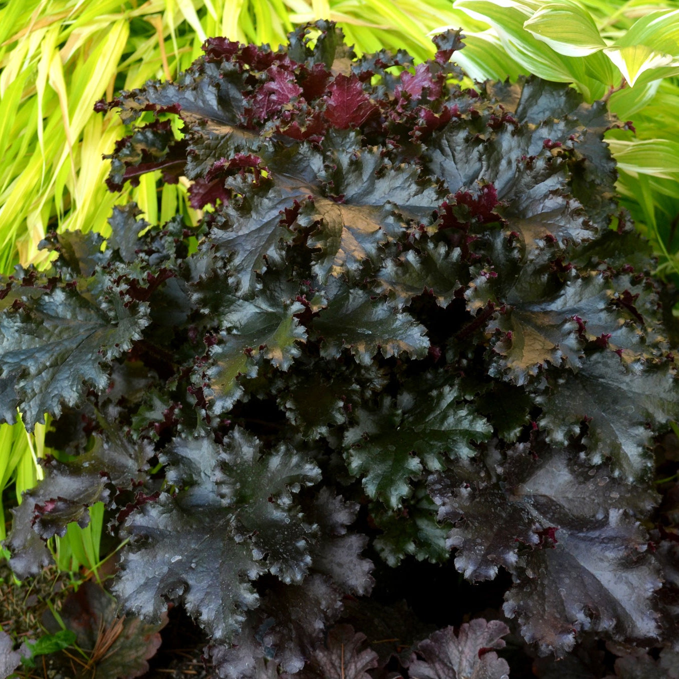 Coral Bells 'Black Taffeta'