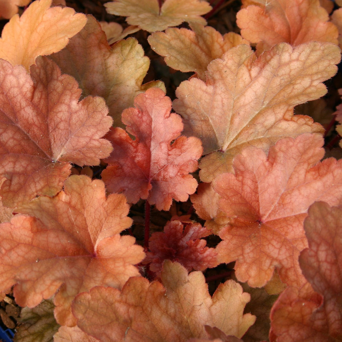 Coral Bells 'Peach Flambe'