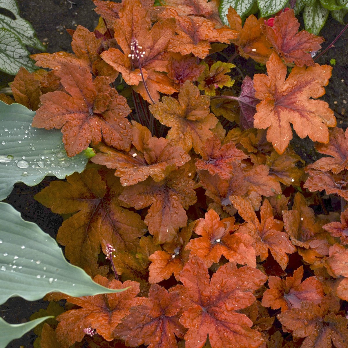 Foamy Bells 'Pumpkin Spice'