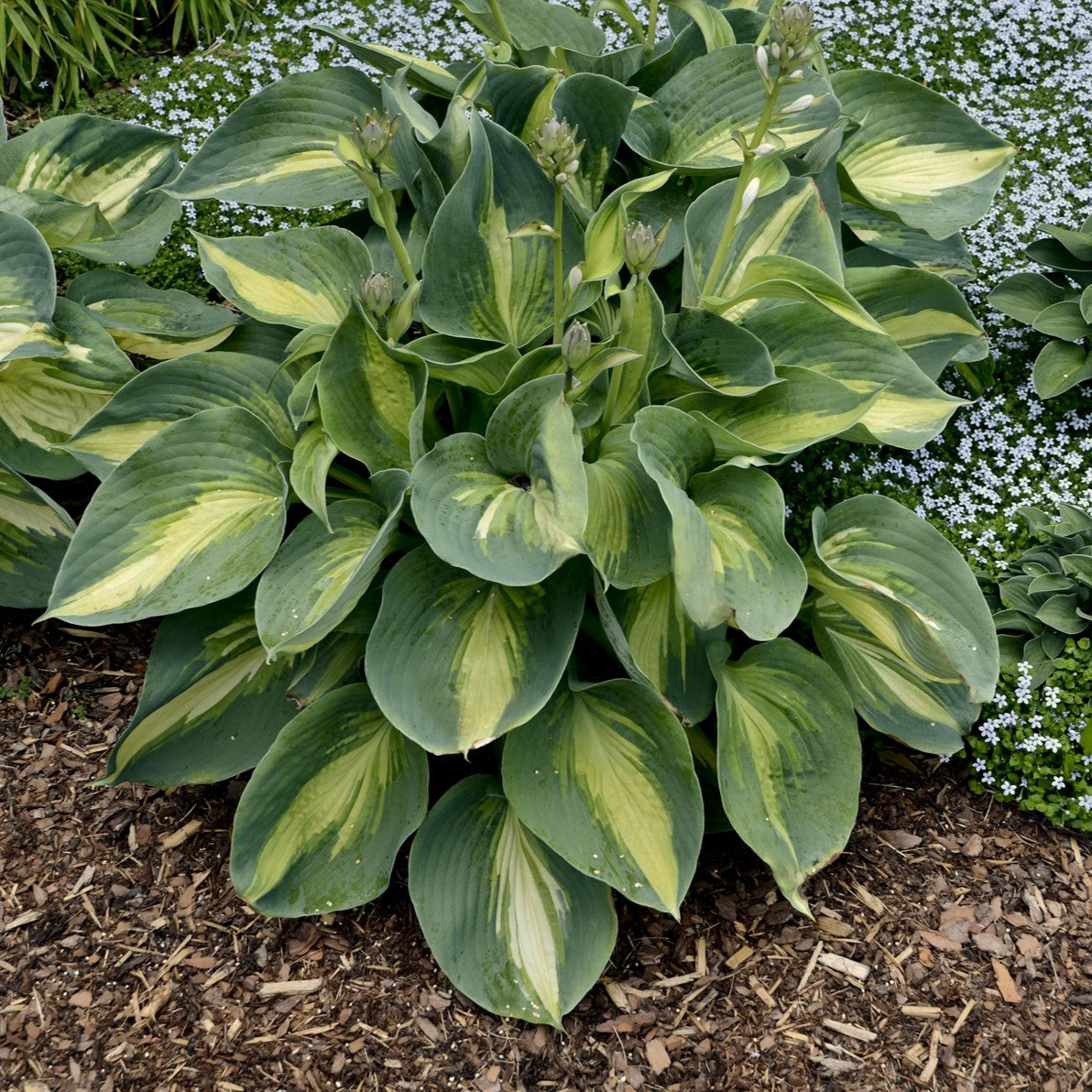 Hosta 'Shadowland®'