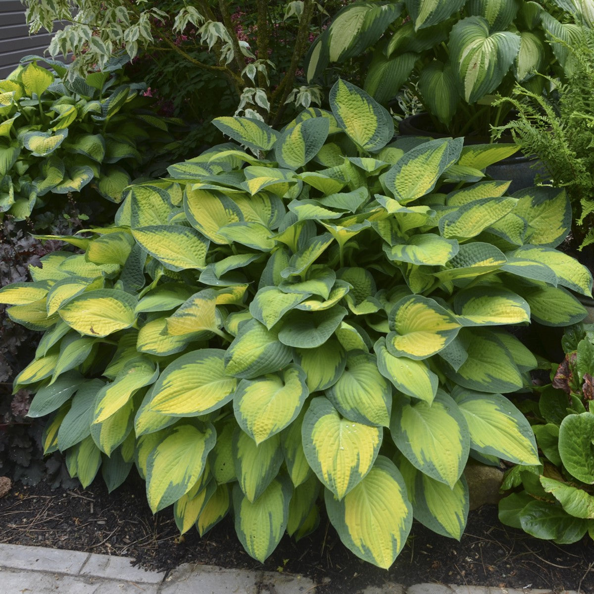 Hosta 'Paul's Glory'