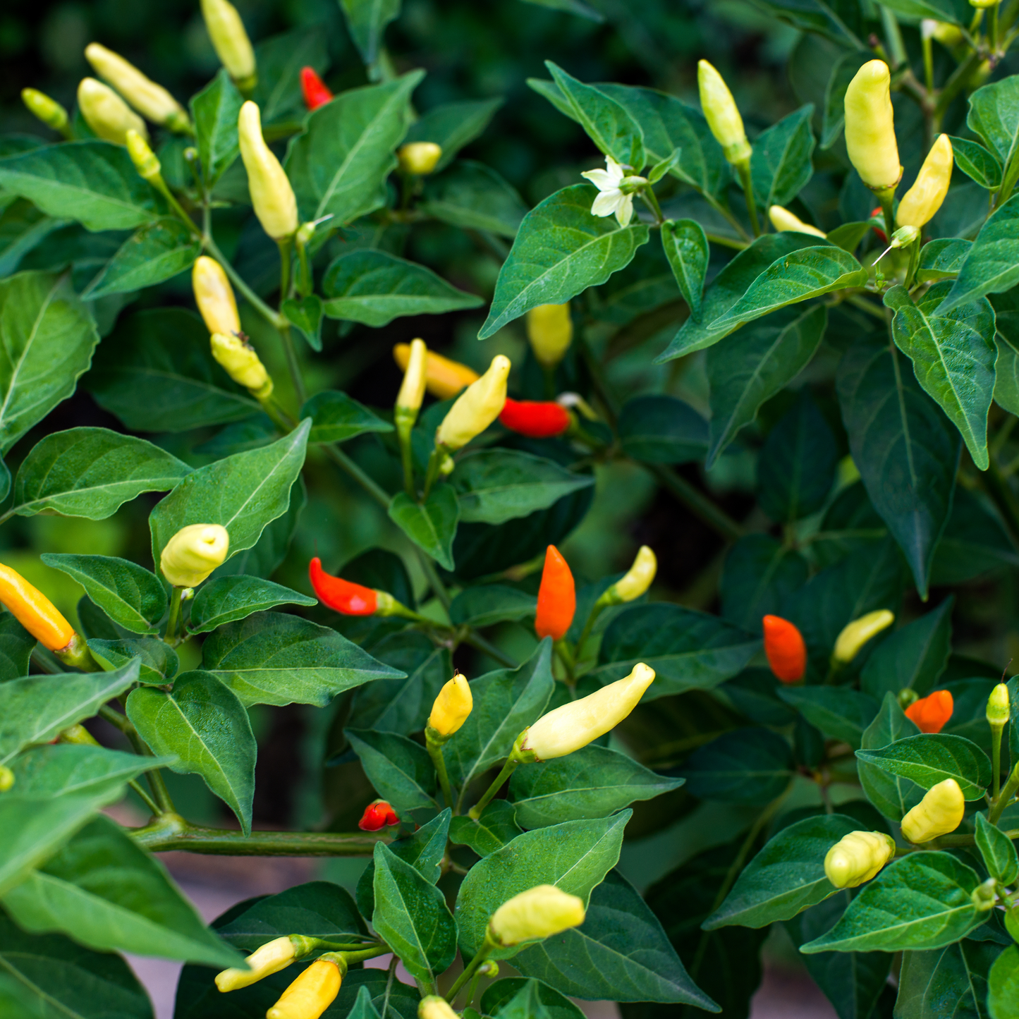 Pepper Hot 'Tabasco'