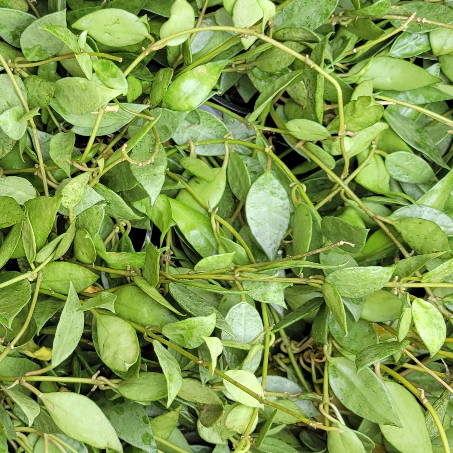 Hoya Krohniana Silver