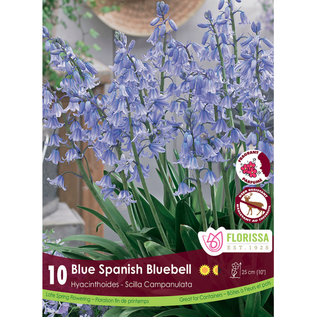 Hyacinthoides 'Blue Spanish 'Bluebell' 10/Pkg.