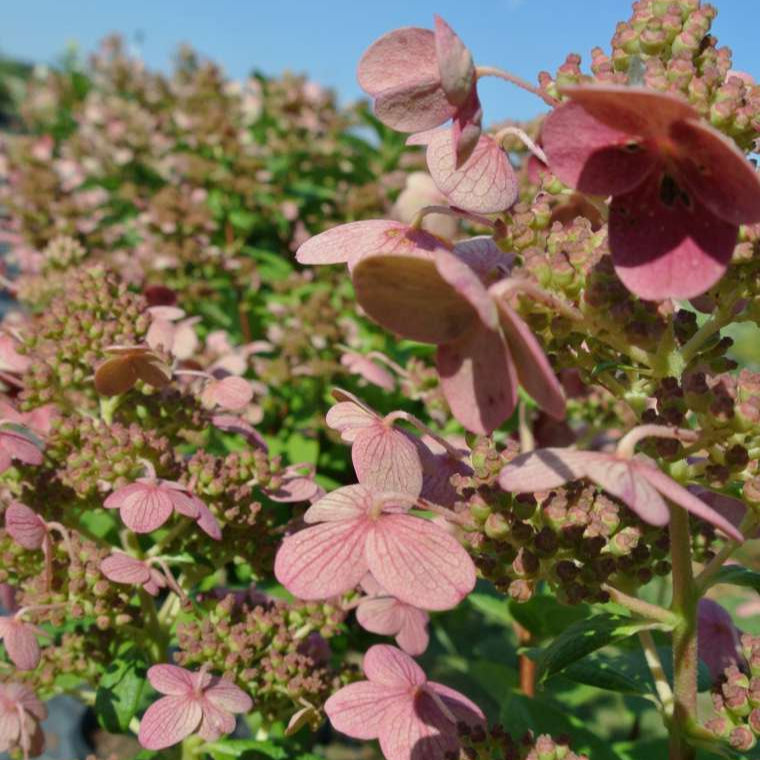 Hydrangea 'Little Quick Fire®'