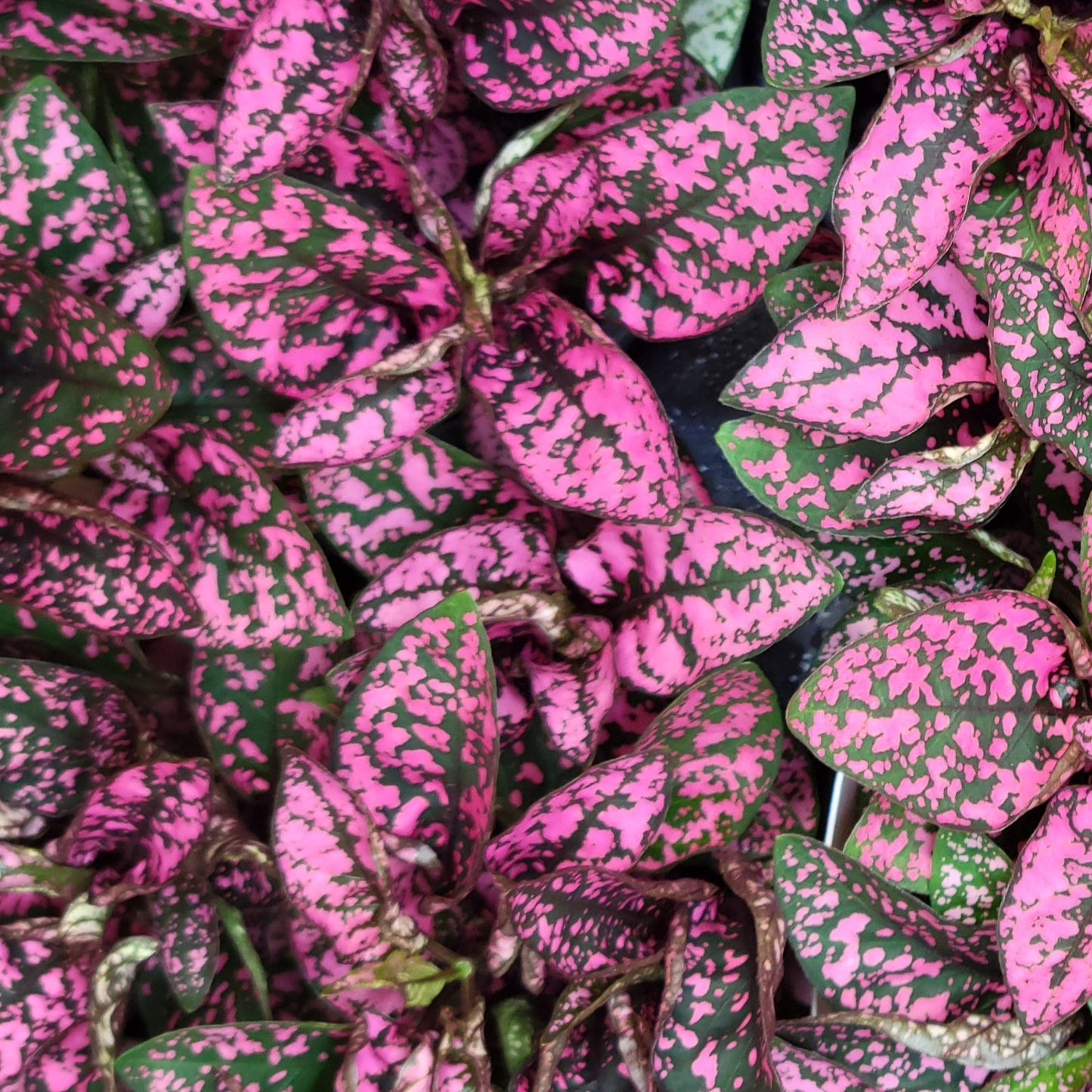 Hypoestes 'Polka Dot'