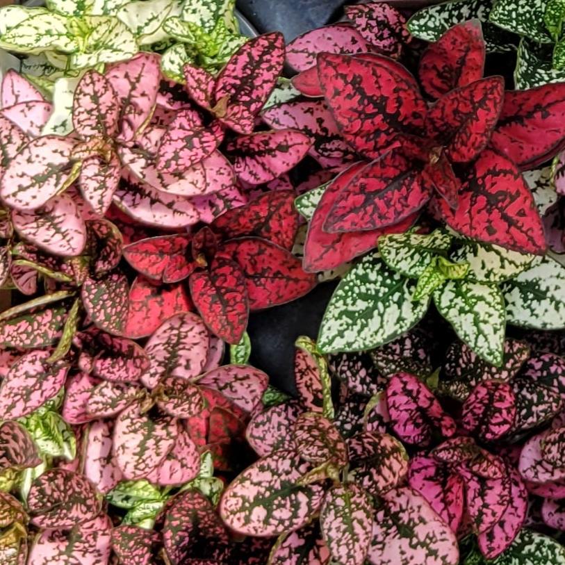 Hypoestes 'Polka Dot'
