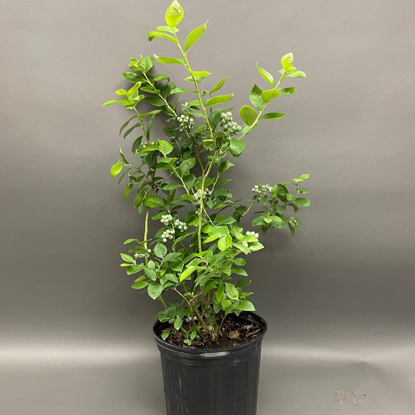 Blueberry 'Toro' Highbush