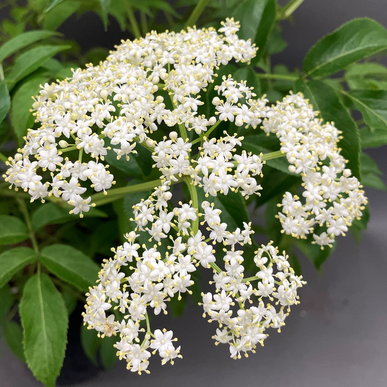 Elderberry 'American'