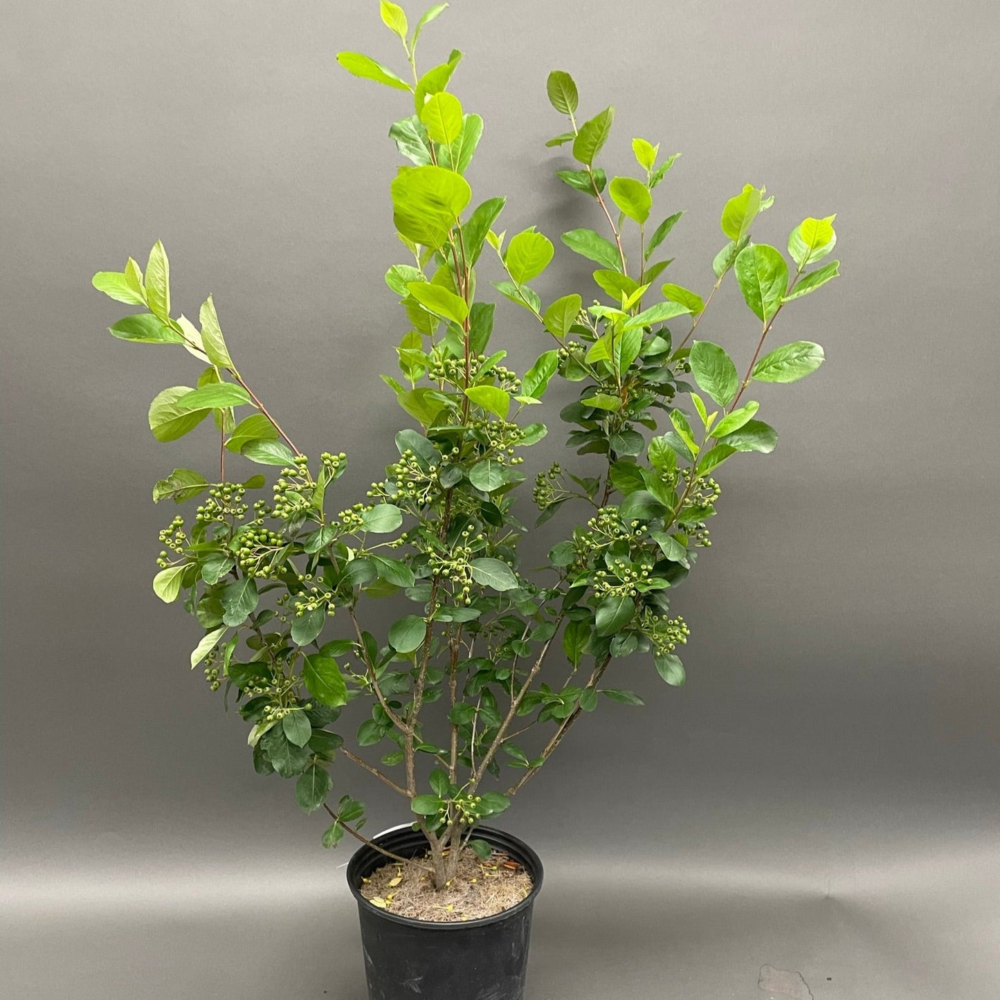 Chokeberry Black 2gal