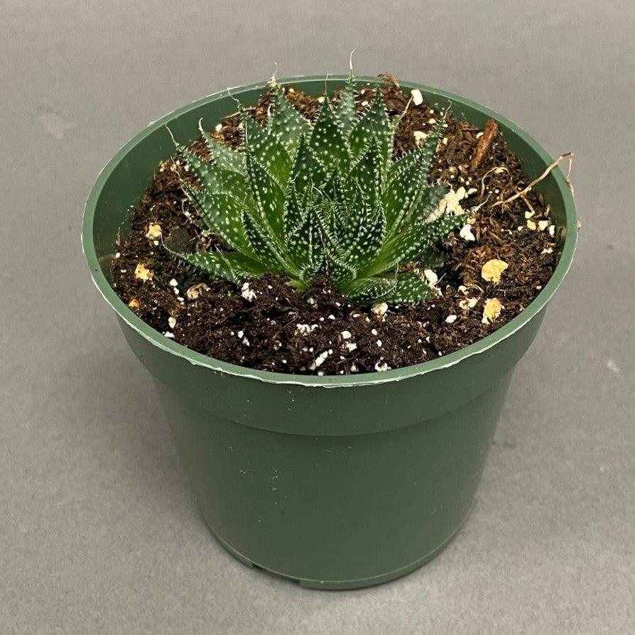 Aloe Aristata Snow 4" Pot