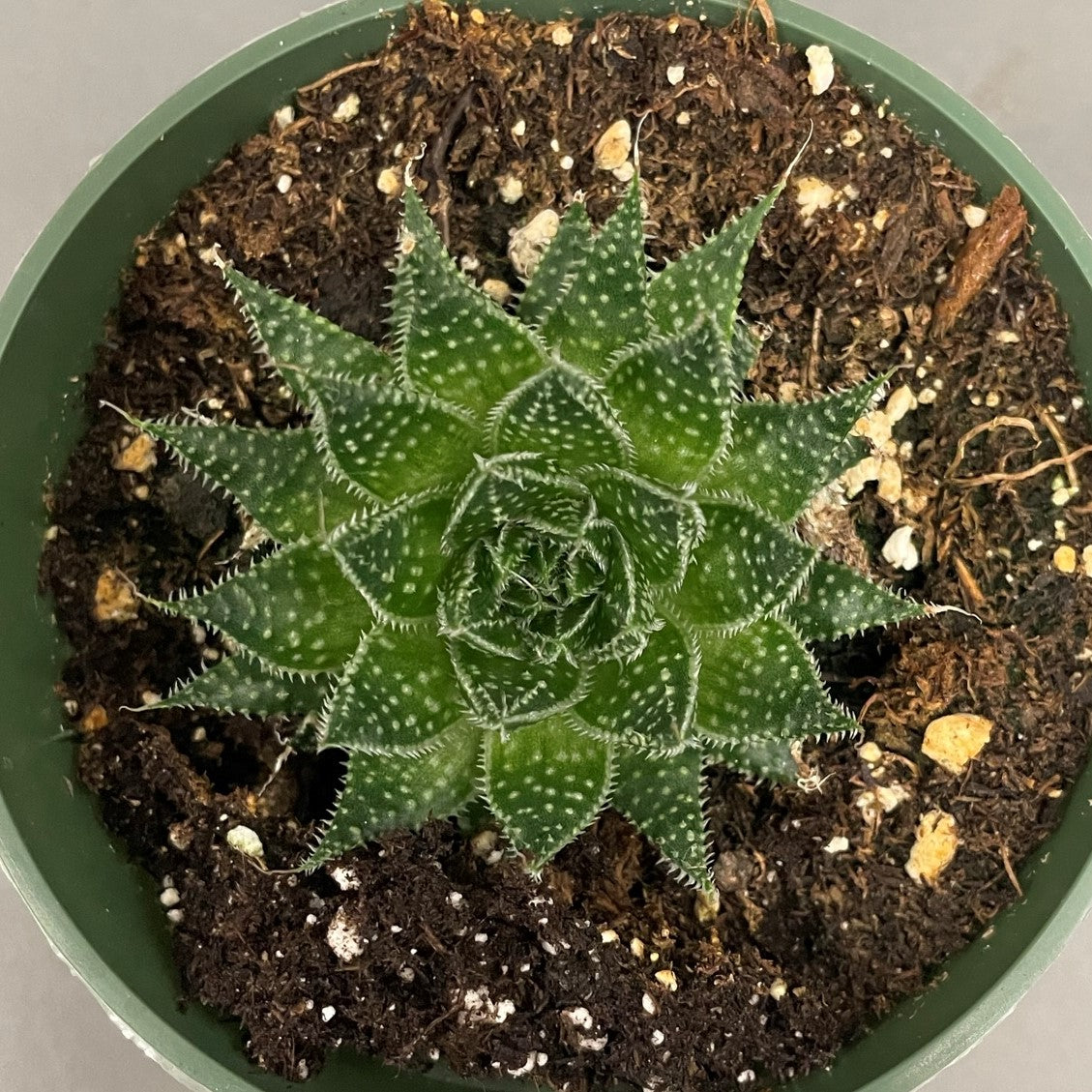 Aloe Aristata Snow 4" Pot